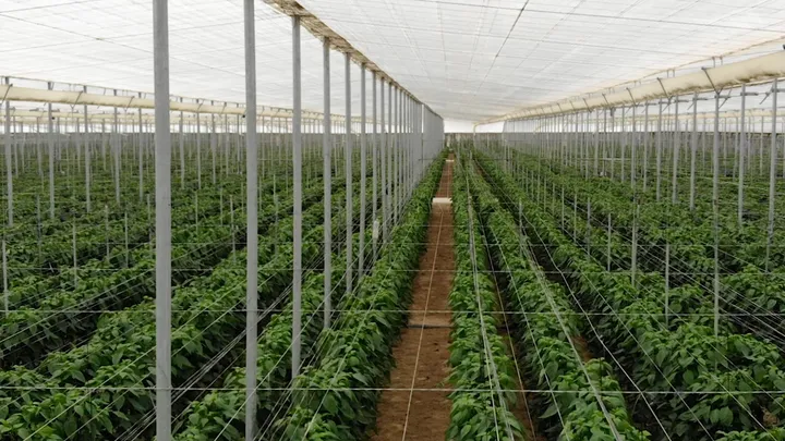 Invernaderos de ZOI Agrícola, vista 4