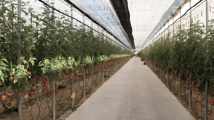 Invernaderos de ZOI Agrícola, vista 2