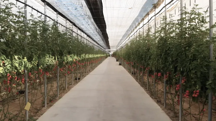 Invernaderos de ZOI Agrícola, vista 1