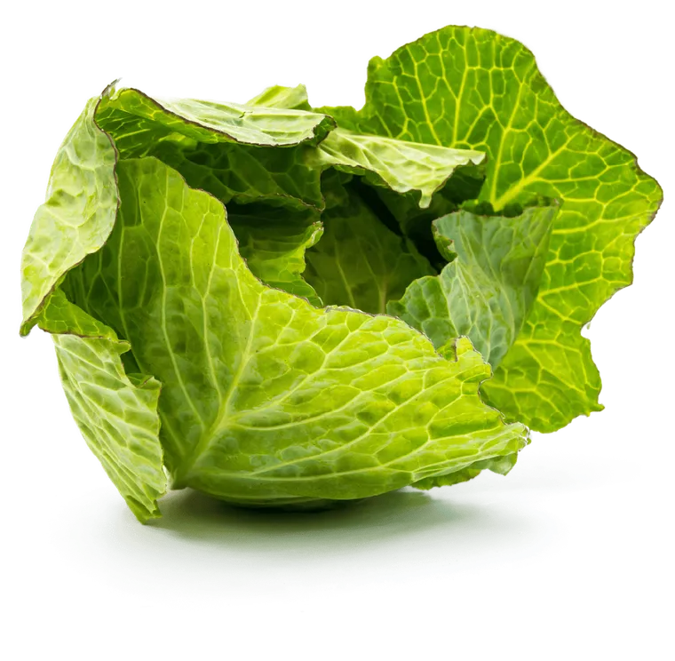 Lechuga